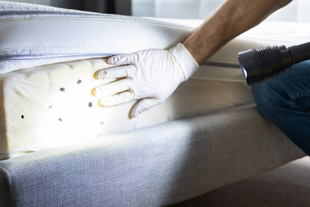 Best Emergency Pest Control  in Meridianville, AL