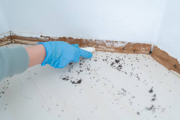 Best Affordable Exterminators  in Meridianville, AL
